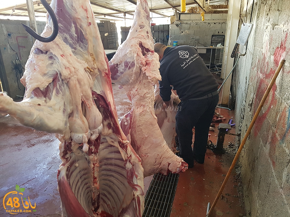 dab7 kharoof jam3iya (19).jpg